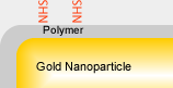 One Step Gold Nanoparticle Functionalization